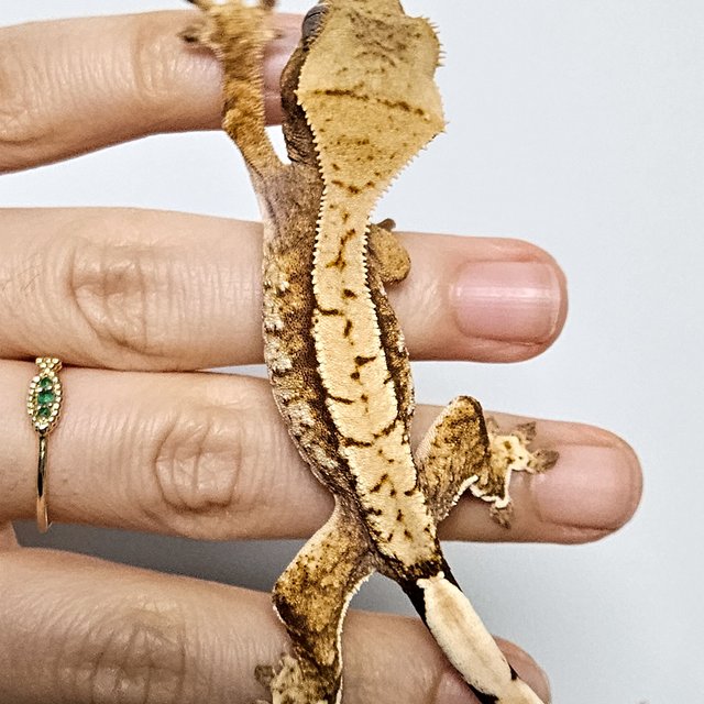 노멀 트라이 익스트림할리퀸 드리피