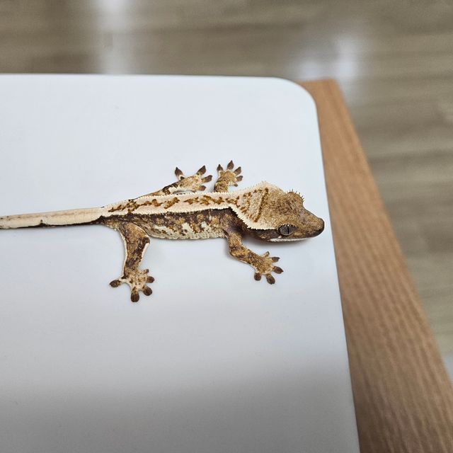 노멀 트라이 익스트림할리퀸 쿼드 에밀리