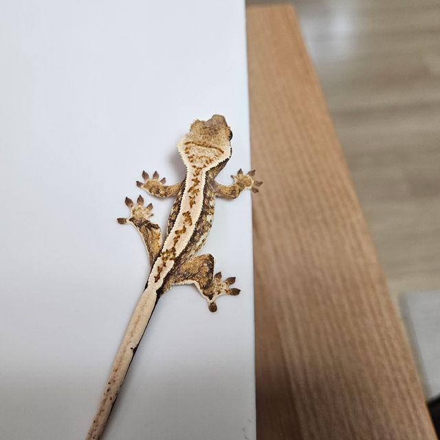 노멀 트라이 익스트림할리퀸 쿼드 에밀리