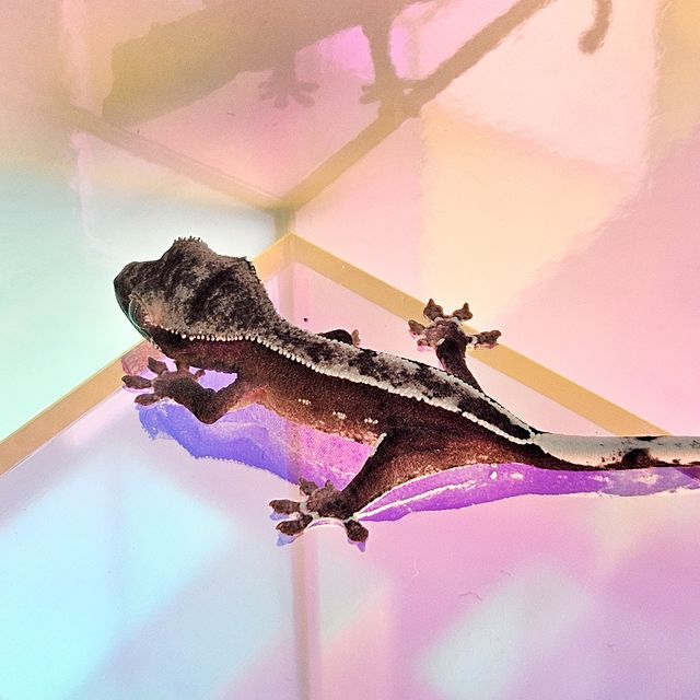 아잔틱