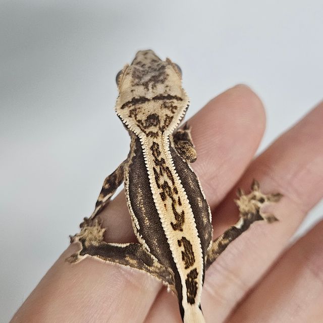 엠티백 쿼드 핀스트라이프 풀핀 화이트핀