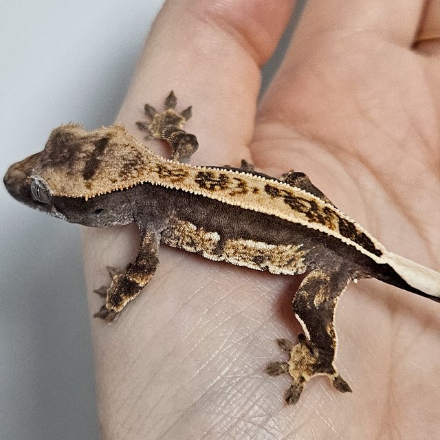 엠티백 쿼드 핀스트라이프 풀핀