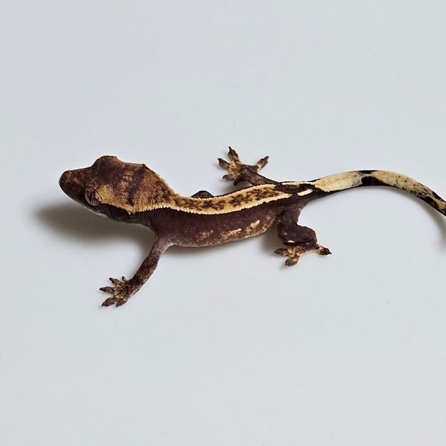 100%헷아잔틱 쿼드 핀스트라이프 엠티백