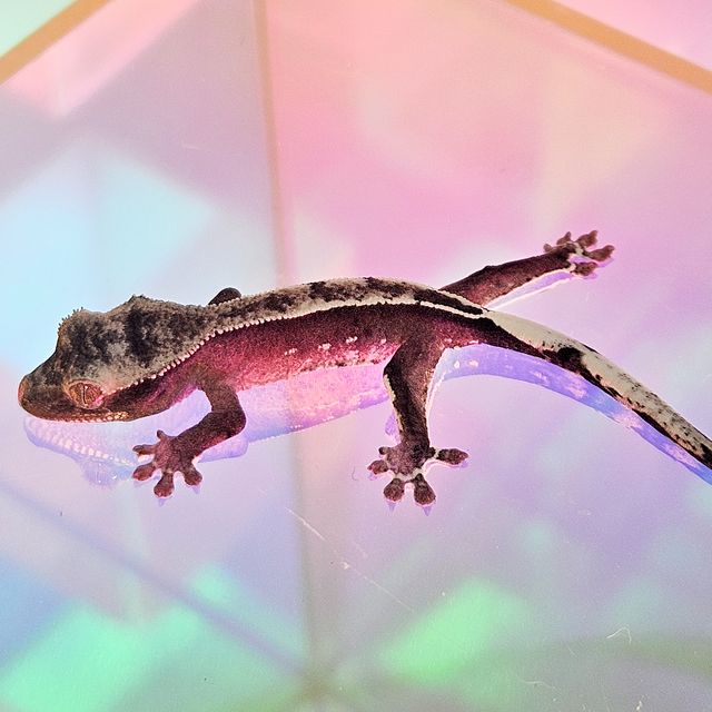 아잔틱