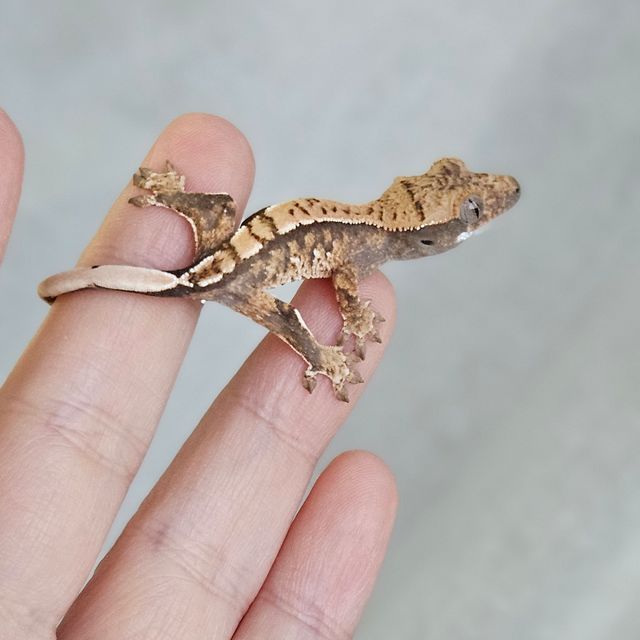 노멀 트라이 익스트림할리퀸