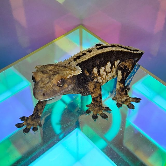 노멀 엠티백 쿼드 슈퍼스트라이프