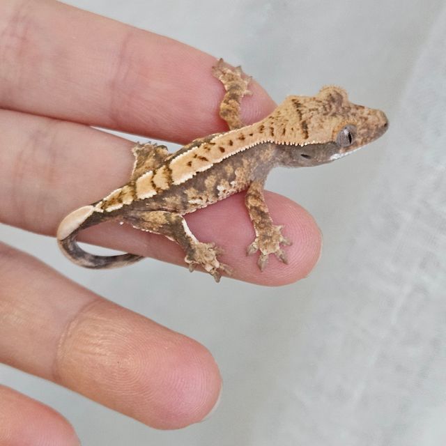 노멀 트라이 익스트림할리퀸