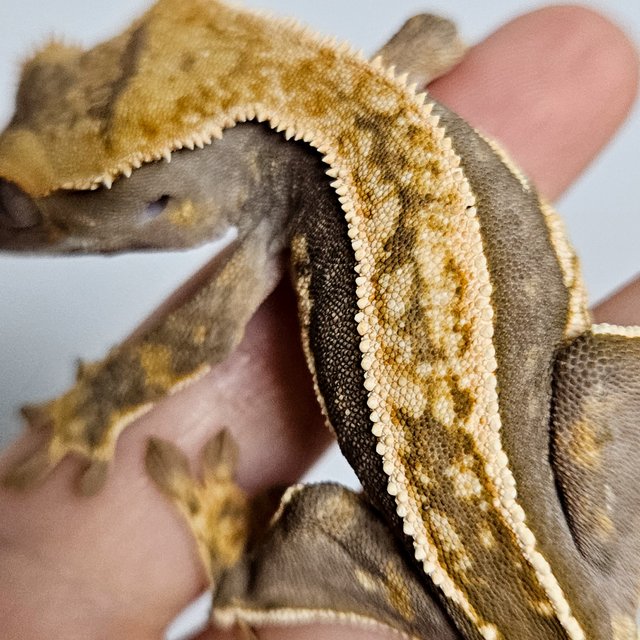 노멀 엠티백 쿼드 핀스트라이프