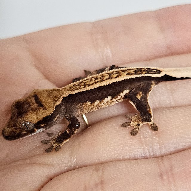 엠티백 핀스트라이프 풀핀 쿼드