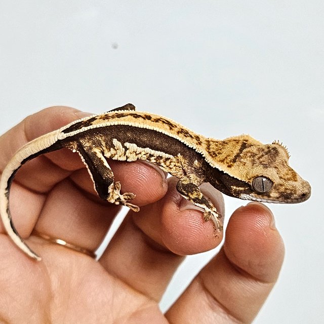 엠티백 핀스트라이프 쿼드 풀핀 슈퍼스트라이프