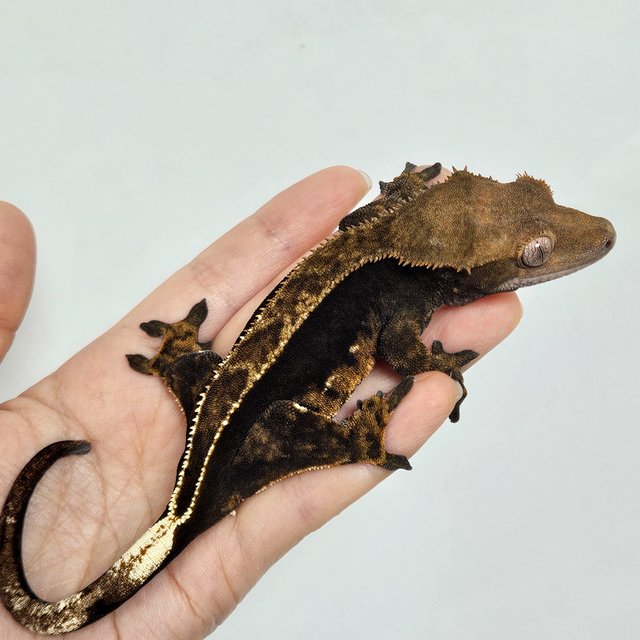 노멀 엠티백 쿼드 다크