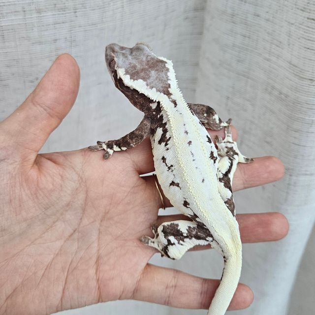 프라푸치노