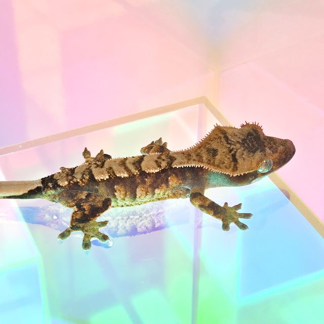 노멀 트라이 익스트림할리퀸