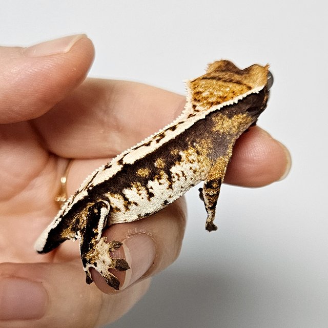 노멀 트라이 익스트림할리퀸