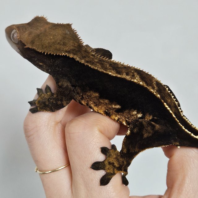 노멀 엠티백 쿼드 다크