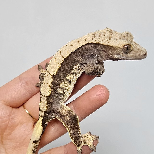 100%헷아잔틱 쿼드