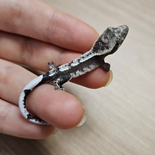 아잔틱