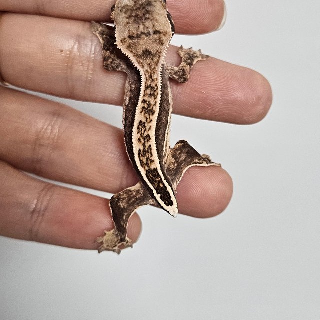 엠티백 핀스트라이프 쿼드 풀핀