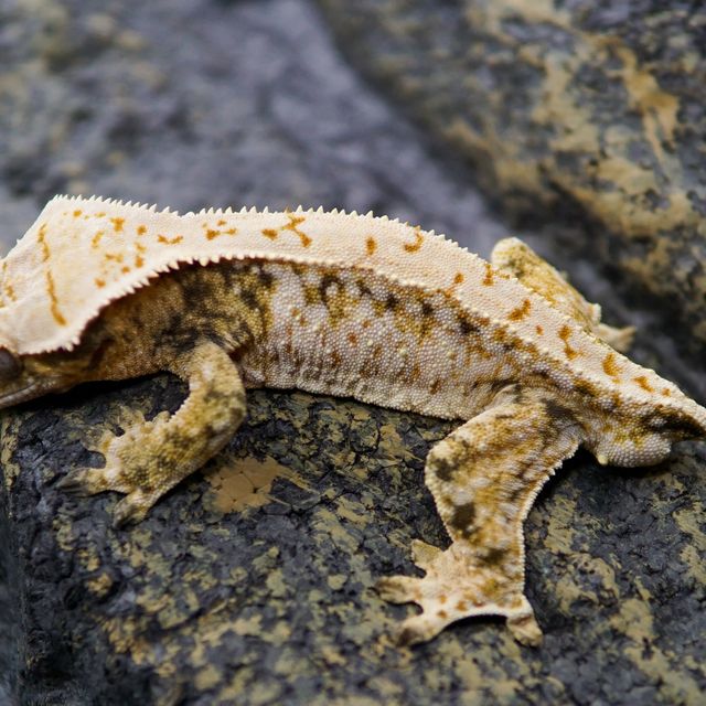 트라이 익스트림할리퀸