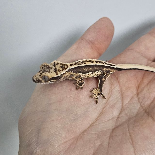 엠티백 쿼드 핀스트라이프 풀핀 화이트핀