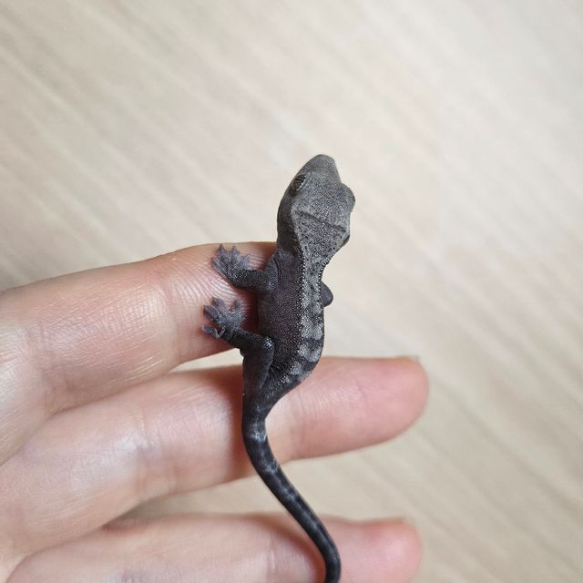 루왁
