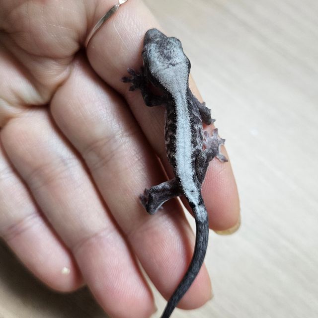 루왁 릴리