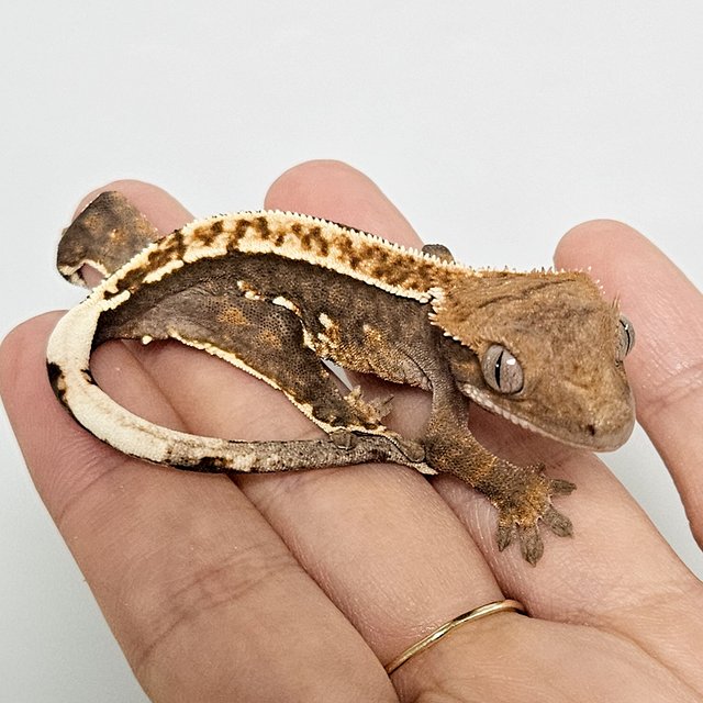 100%헷아잔틱 쿼드 핀스트라이프 화이트핀