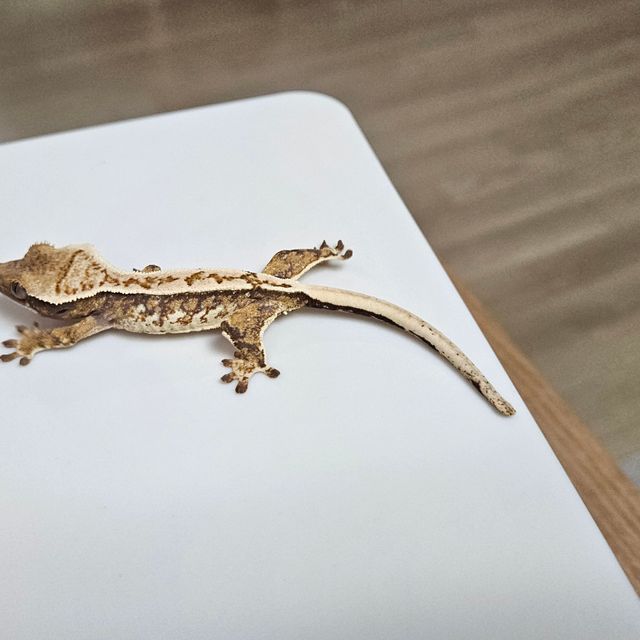 노멀 트라이 익스트림할리퀸 쿼드 에밀리