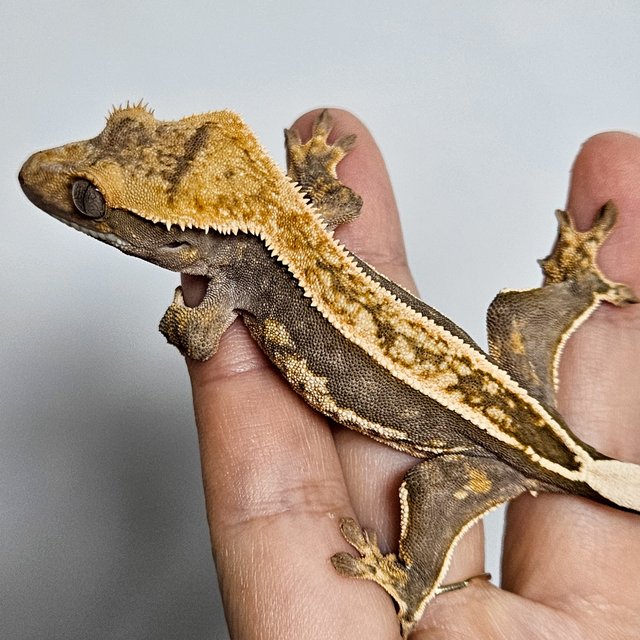 노멀 엠티백 쿼드 핀스트라이프