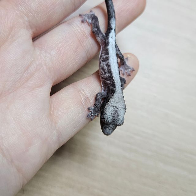 루왁 릴리