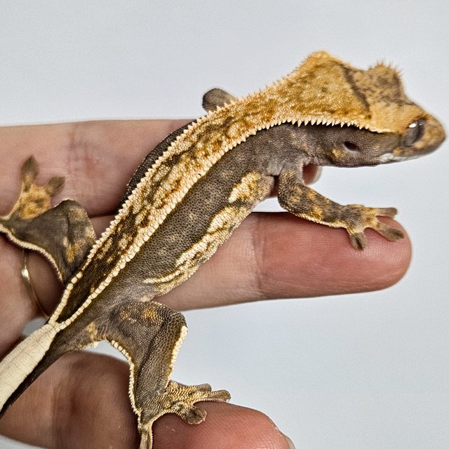 노멀 엠티백 쿼드 핀스트라이프