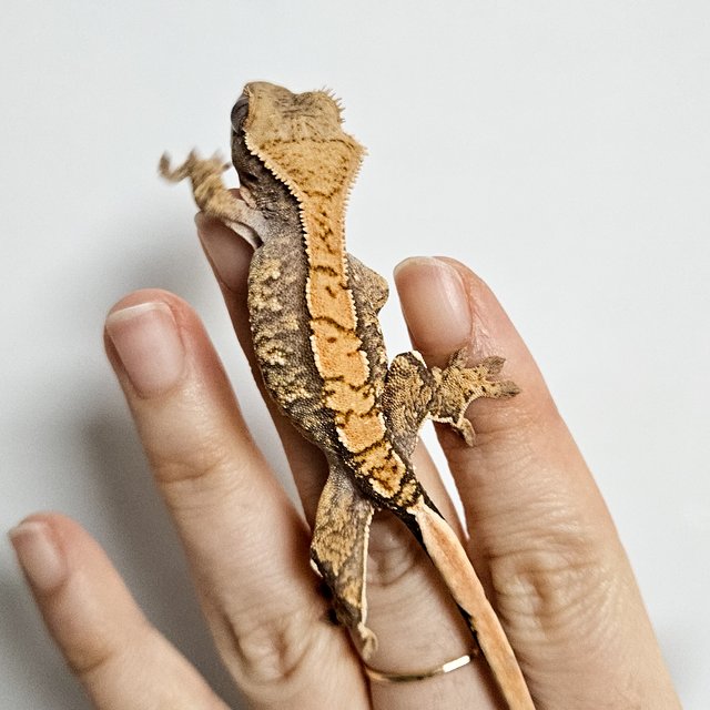 노멀 트라이 익스트림할리퀸