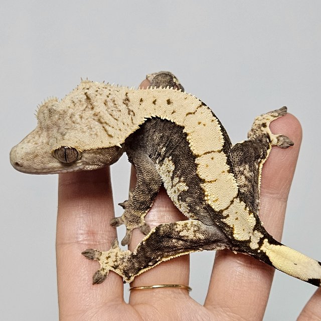 100%헷아잔틱 쿼드