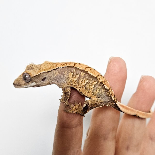 노멀 트라이 익스트림할리퀸