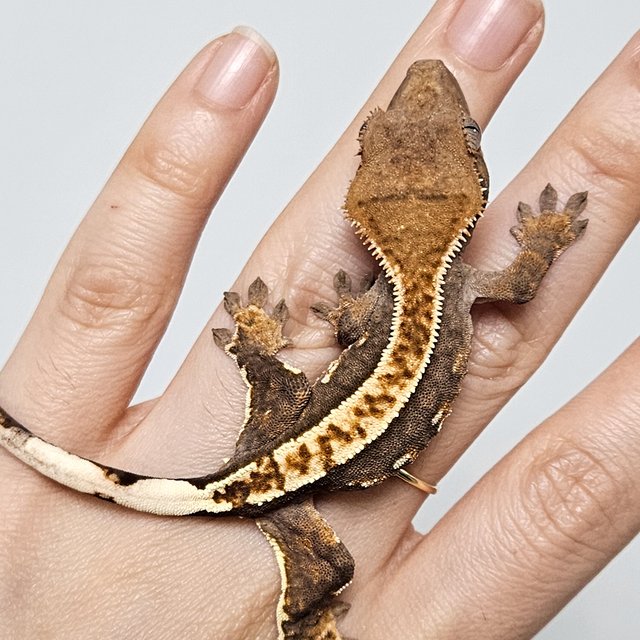 100%헷아잔틱 쿼드 핀스트라이프 화이트핀