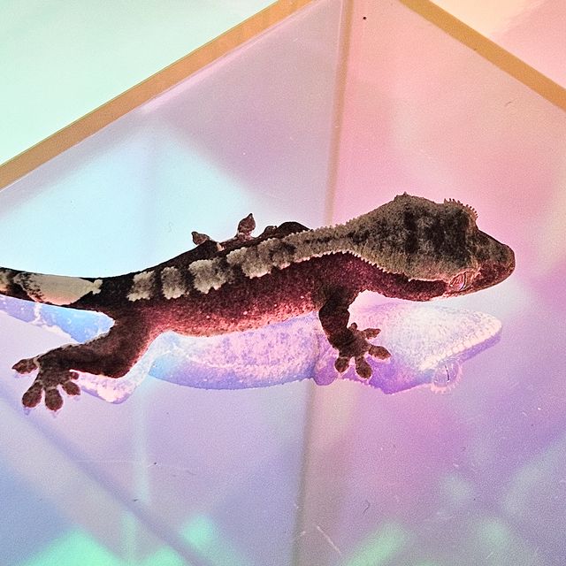 아잔틱