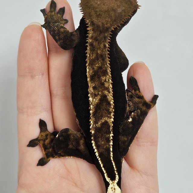 노멀 엠티백 쿼드 다크