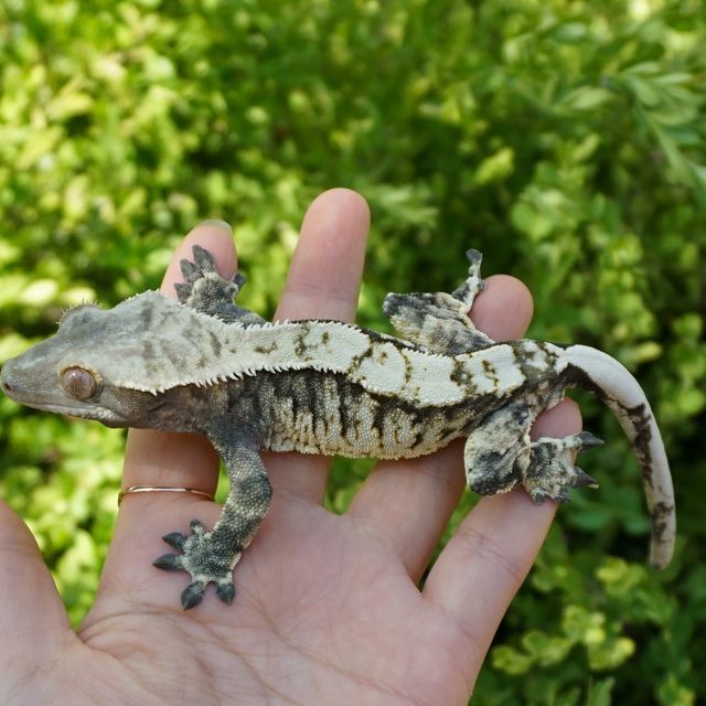 노멀 트라이 익스트림할리퀸