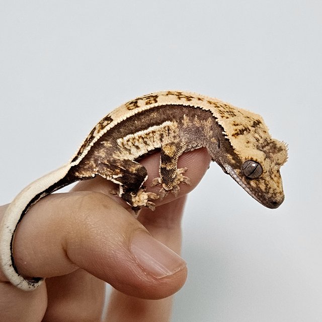 엠티백 쿼드 핀스트라이프 화이트핀