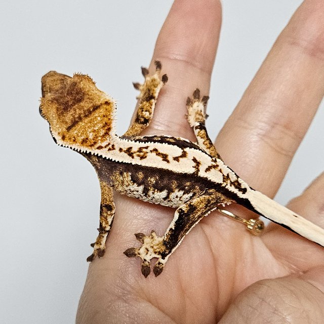 노멀 트라이 익스트림할리퀸