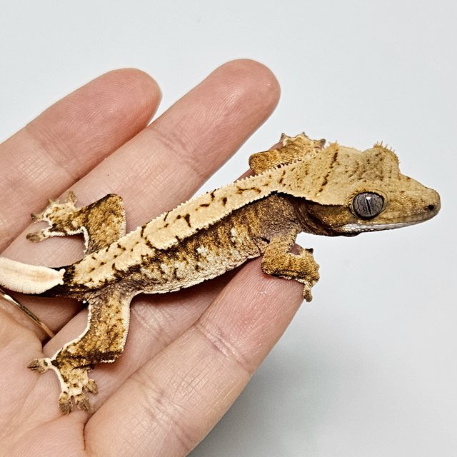 노멀 트라이 익스트림할리퀸 드리피