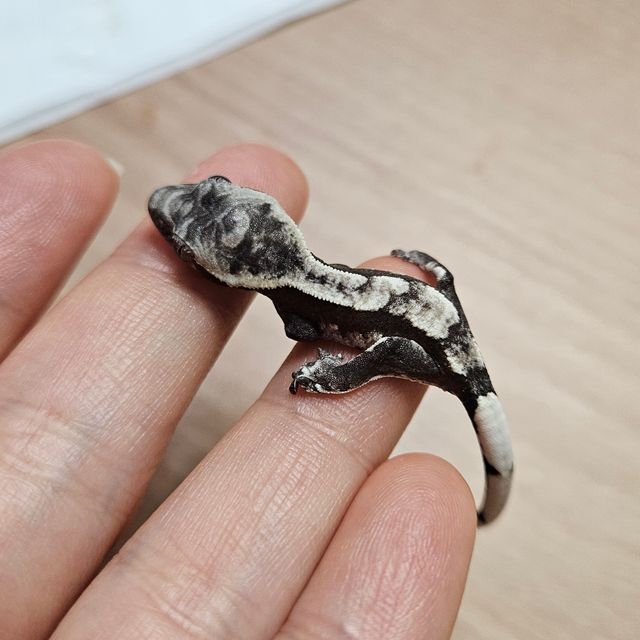 아잔틱