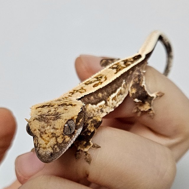 엠티백 쿼드 핀스트라이프 화이트핀