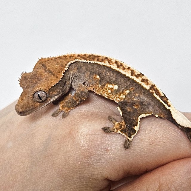 100%헷아잔틱 쿼드 핀스트라이프 화이트핀