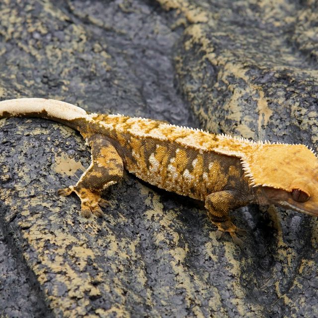 노멀 트라이 익스트림할리퀸