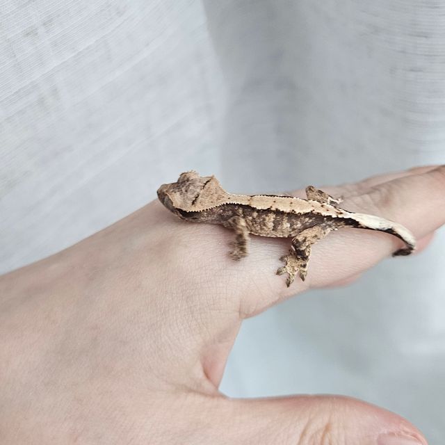 트라이 익스트림할리퀸