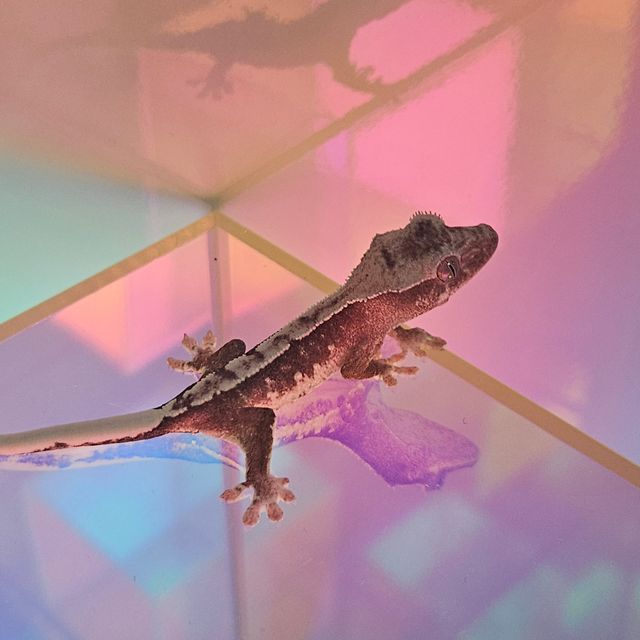 릴잔틱