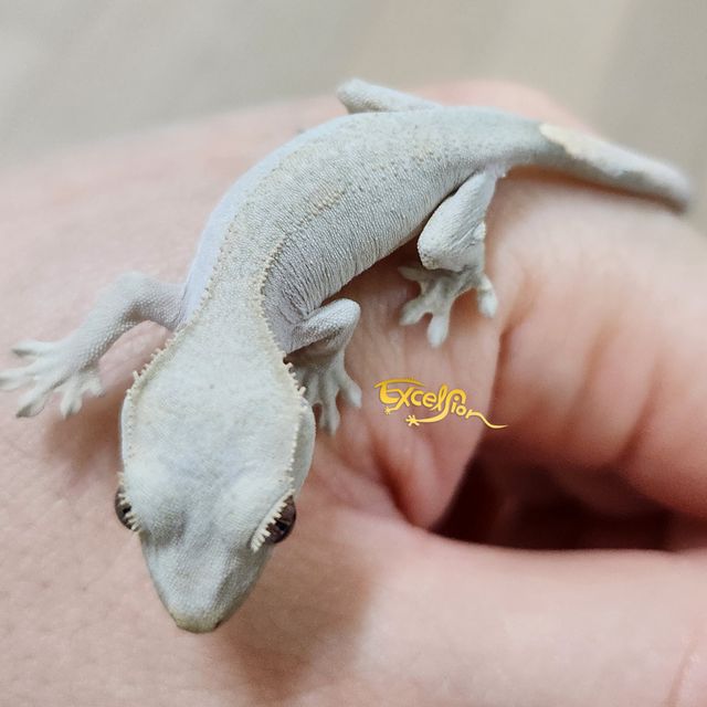 패턴리스 레드