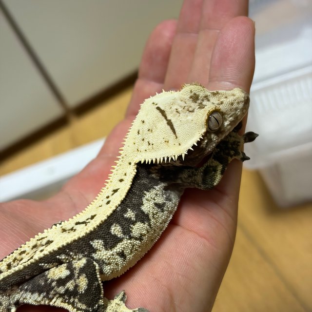 노멀 쿼드 풀핀