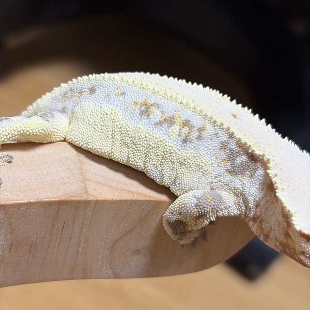 릴리화이트 솔리드백